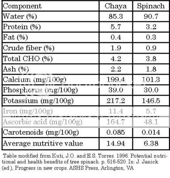 CHAYA THE MAYAN SUPERFOOD Campeche Daily News